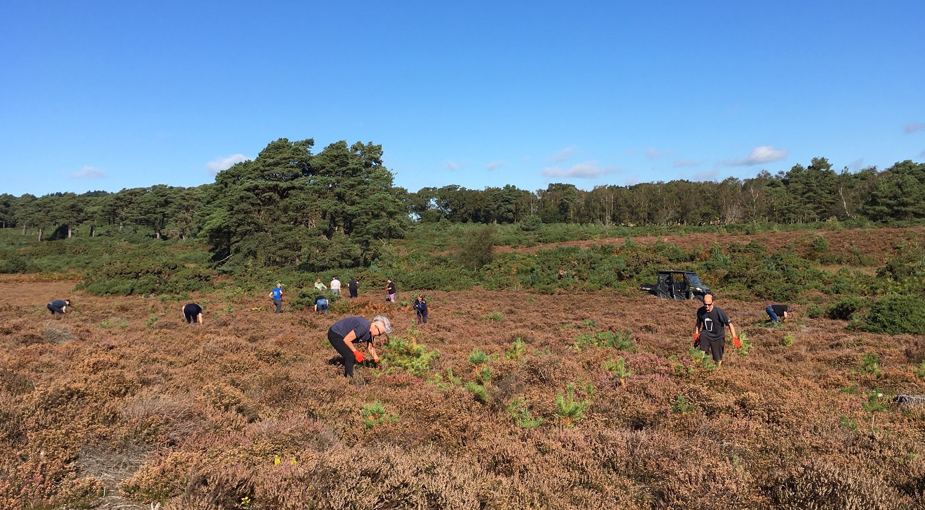 DCR team hard at work pine cutting at RSPB Arne on their volunteering day