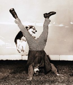 Circus dog, reference: D-HBT/3899l