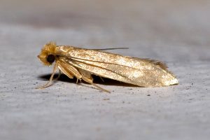 Image of Clothes moth