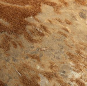 Image of Clothes moth larvae on hair on wrapper
