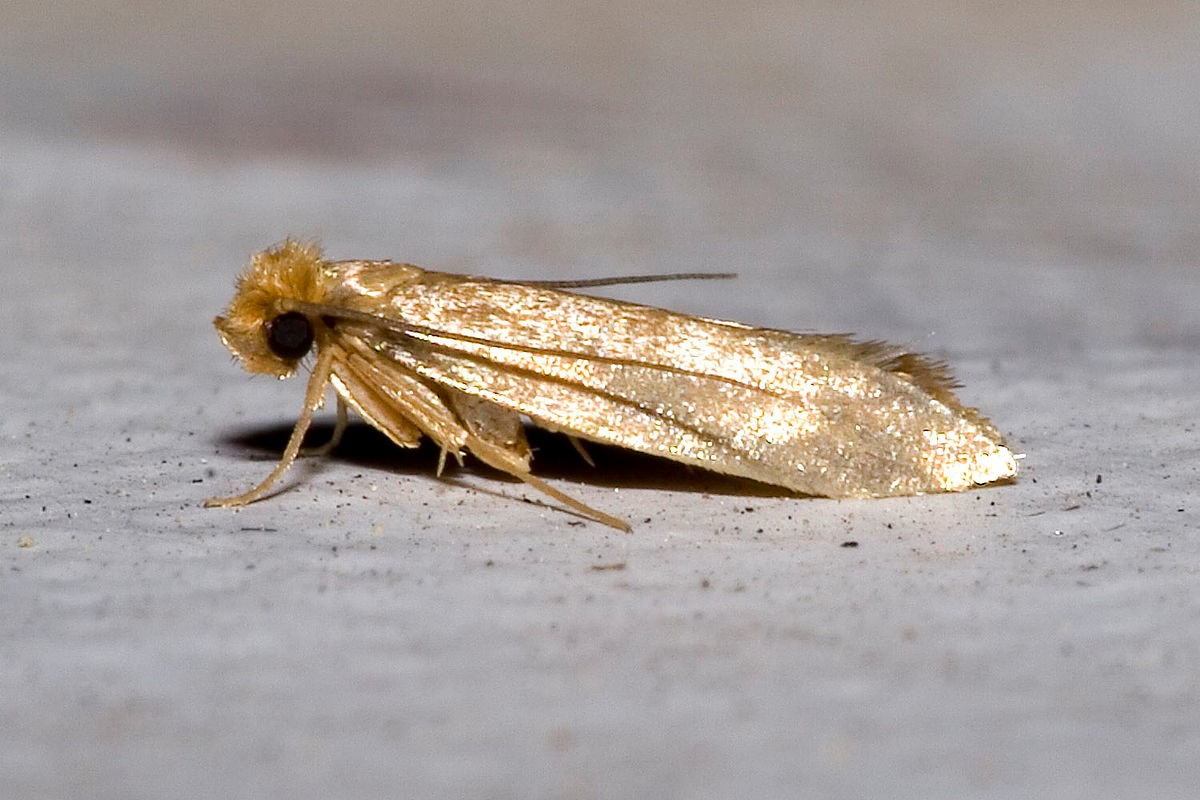 Image of Clothes moth