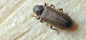Image of Furniture beetle