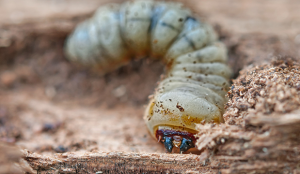 Image of Furniture beetle larvae