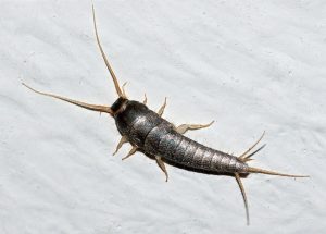 Image of Silverfish