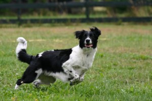 New rules about dogs in public places