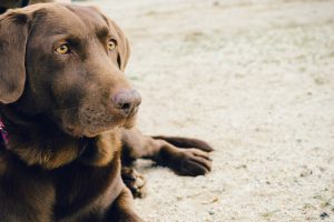 Chocolate coloured labrador dog lying on golden sand