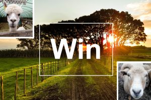 Kingston Maurward competition