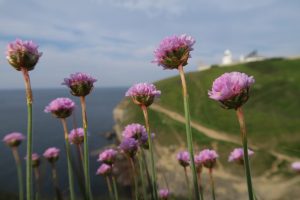 Thrift at Durlston