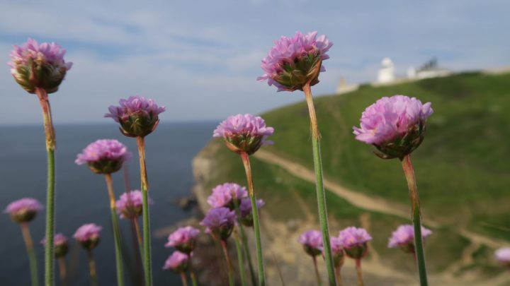 Thrift at Durlston