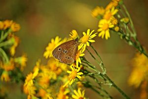 Ragwort and butterfly