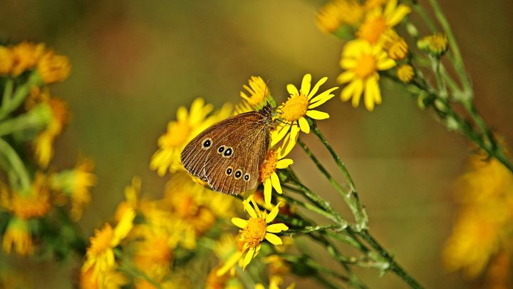 Ragwort and butterfly