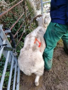 Thin sheep on Harper's land