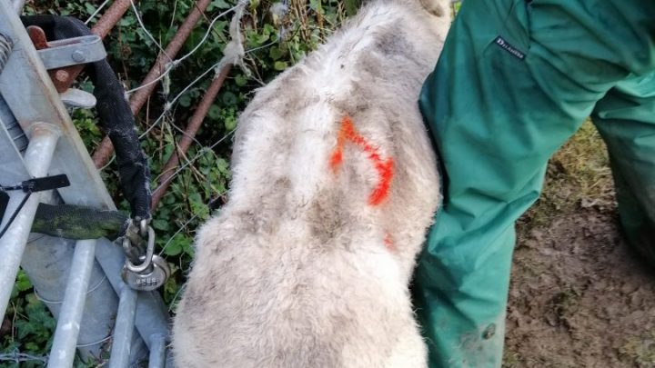 Thin sheep on Harper's land