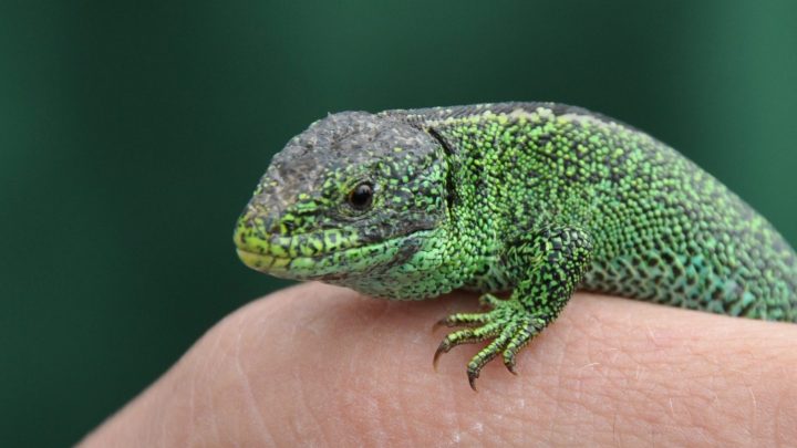Reptile
