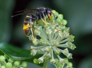 Asian Hornet