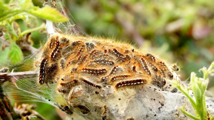 Brown-Tail Moth Caterpillars