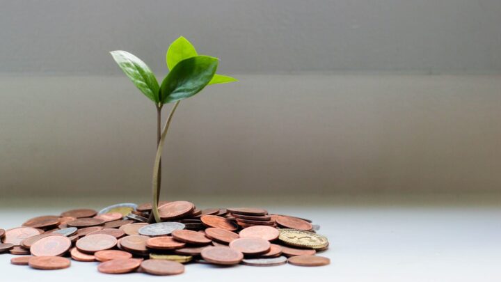 Tree growing out of money