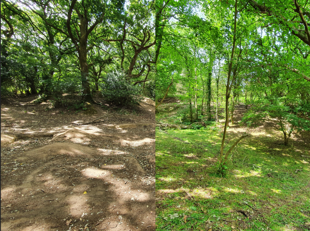 Woodland comparison