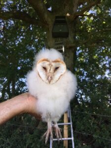 A Barn Owl chick