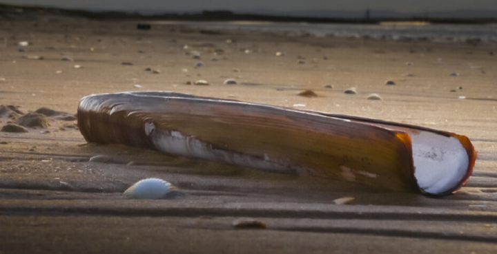 Razor clam