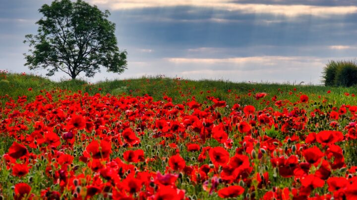 Poppy Field
