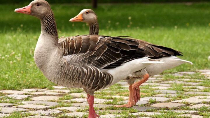Two geese