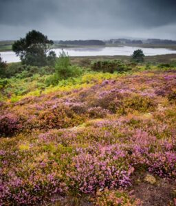 Coombe Heath Arne