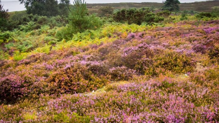 Coombe Heath Arne