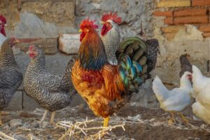 Poultry