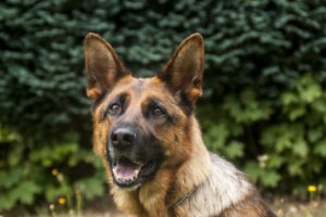 German Shepheard