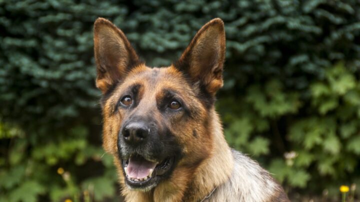 German Shepheard
