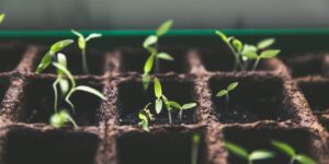 Green shoots growing in seed tray