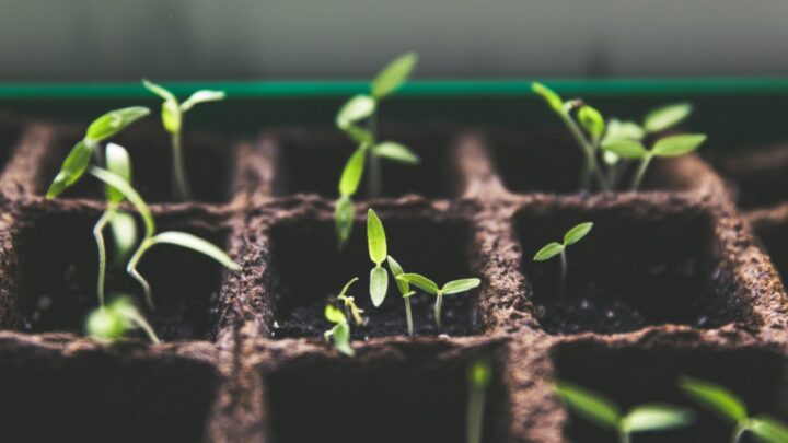Green shoots growing in seed tray