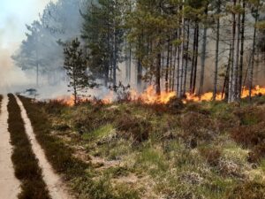 Fire in Wareham Forest