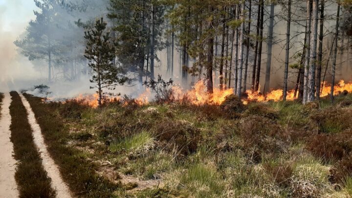 Fire in Wareham Forest