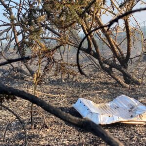 Disposable BBQ in Puddletown Forest
