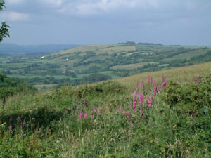 Bulbarrow