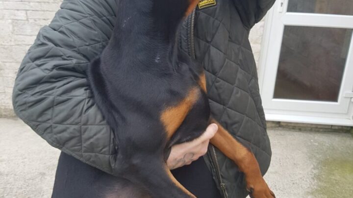 Peter Harman with Doberman puppy