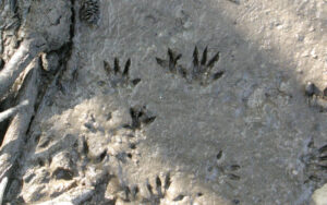 water vole footprints on the riverbank