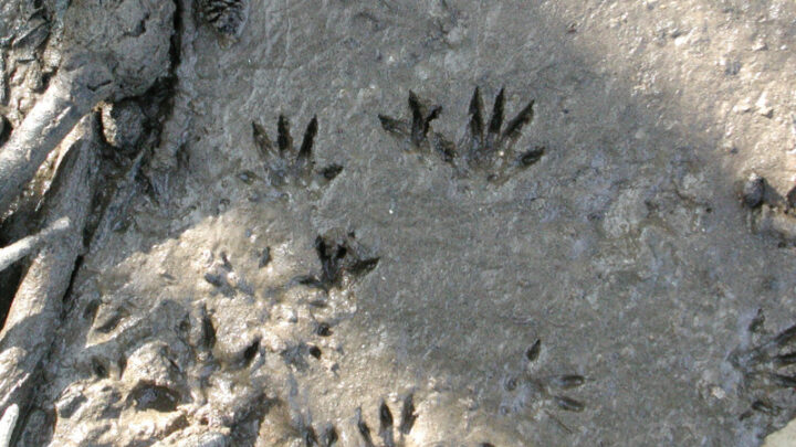 water vole footprints on the riverbank