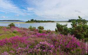 Arne heathland
