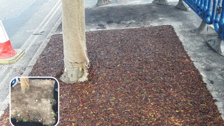the new coloured jungle mulch with insert of area beforehand