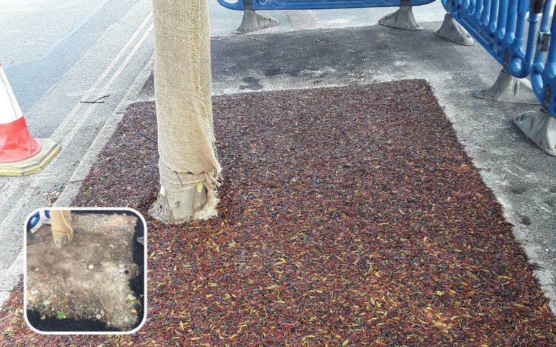 the new coloured jungle mulch with insert of area beforehand