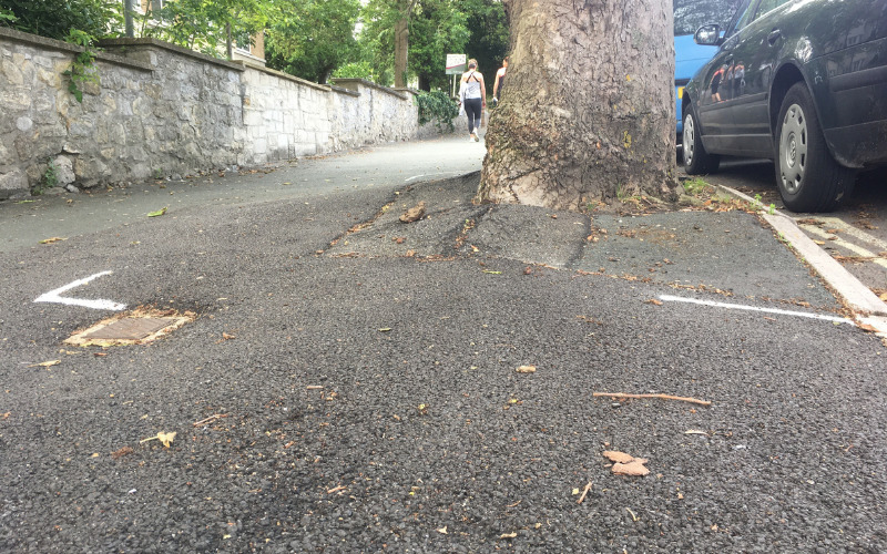 Pavement damaged around tree is marked with white spray for the area to be replaced