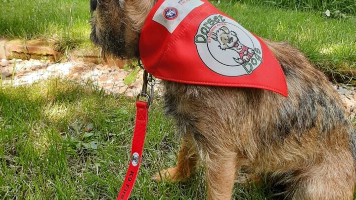 K9 Patrol