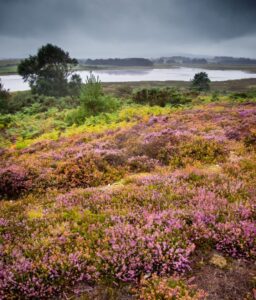 Coombe Heath