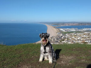 Dog sat on cliff overlooking coastline