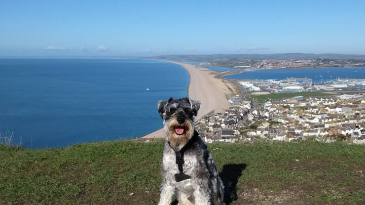Dog sat on cliff overlooking coastline