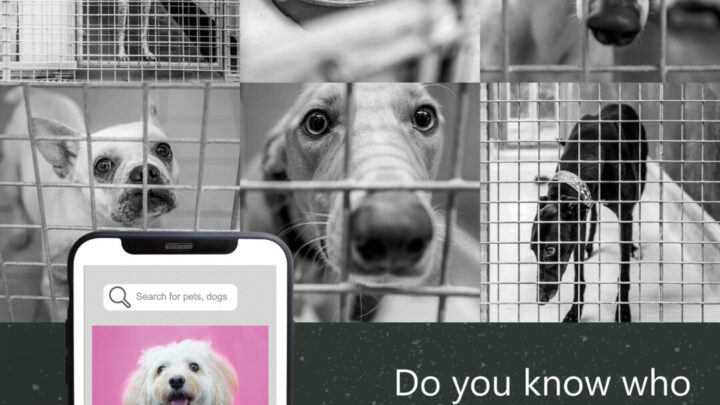 Do you know who you are buying your dog from?