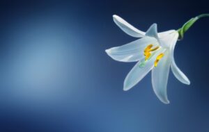 Picture of a white Lily on a dark blue background